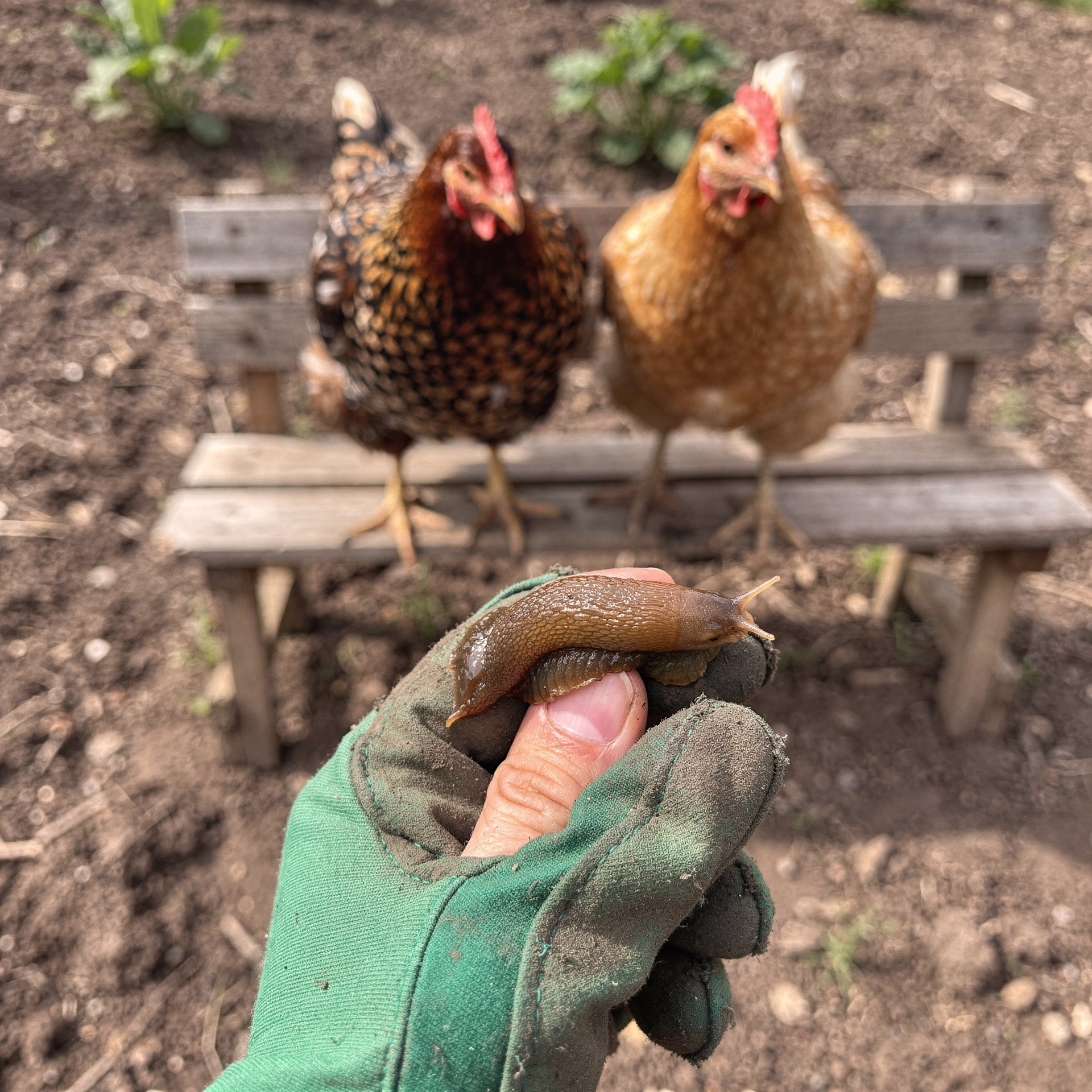 Hand hält Spanische Wegschnecke mit Schleim, Hühner beobachten